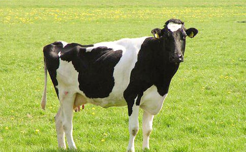 �������ţ����