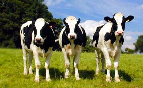 ��ݵء���ţ��Ů��ɢ��