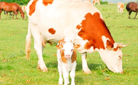 參觀奶牛場(chǎng)作文6篇(必備)