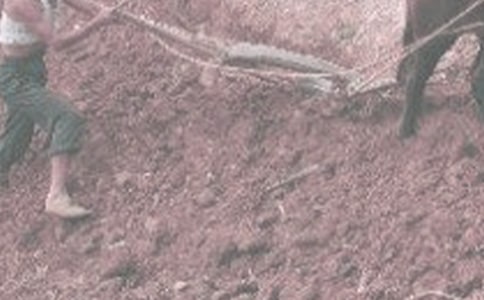 干農活發朋友圈幽默說說