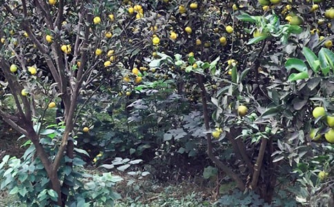 【精選】農家樂的作文