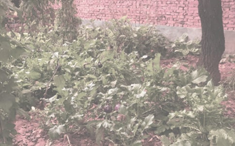 描寫農作物的歇后語(精選120句)