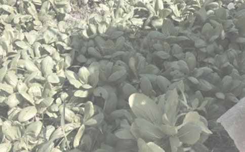 眉縣農作物病蟲害發生的氣象條件分析