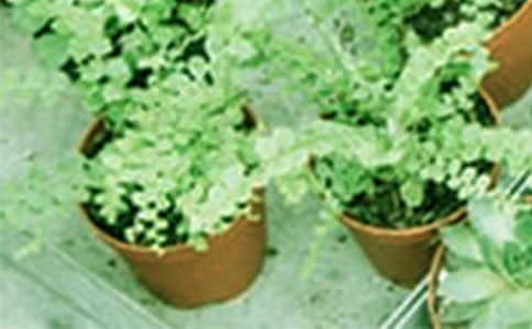 �J�C�����Bֳ�ķ���