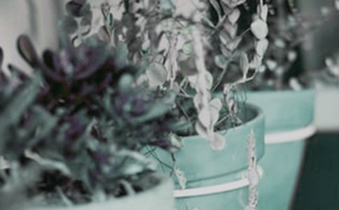 盆栽搖錢樹養(yǎng)殖方法