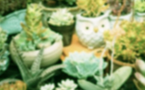 多肉盆栽拼盤教程