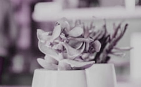 大花園的小盆栽作文