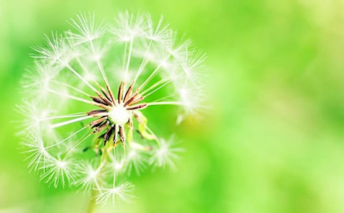 (薦)我的植物蒲公英朋友11篇