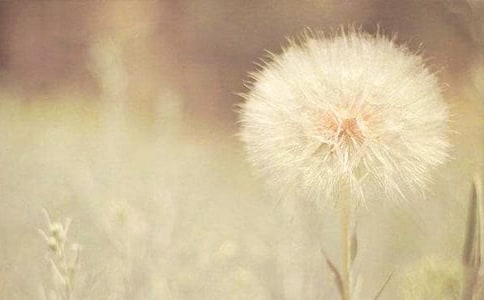 小清新蒲公英簡歷封面