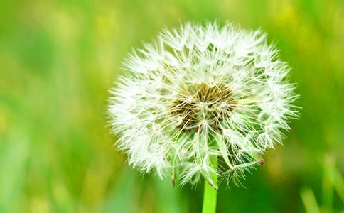蒲公英的功效與作用及食用方法有什么