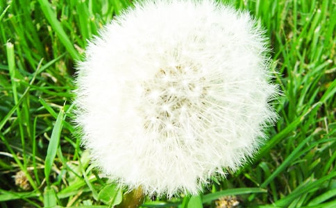 課堂實錄《蒲公英》