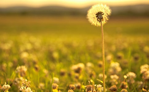 蒲公英的夢
