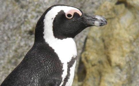 關于企鵝的作文