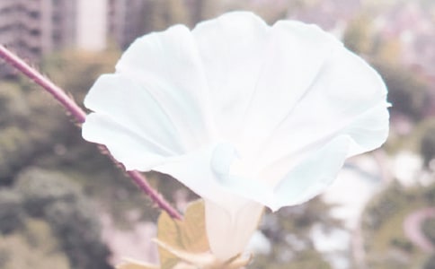 牽牛花作文100字