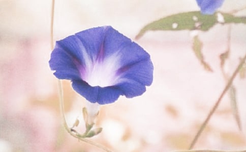 ��ϲ�۵Ġ�ţ������