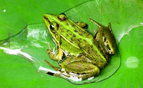 保護青蛙【常用15篇】