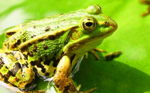 青蛙的自述作文(精品)