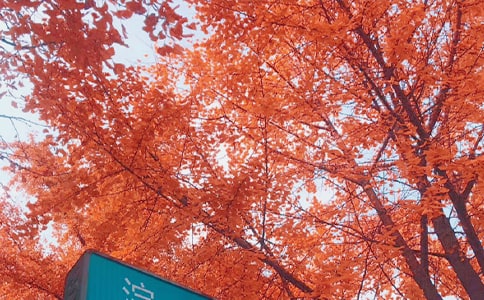 秋日私語作文匯編(13篇)