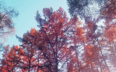 秋日賞菊作文4篇(合集)