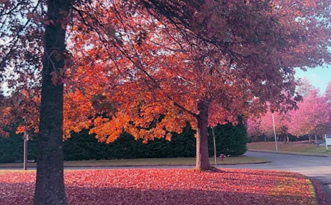 秋日暖陽的作文