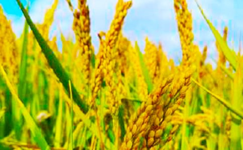 秋收的簡報(合集)