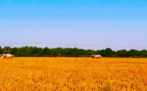 難忘的秋收作文(合集6篇)