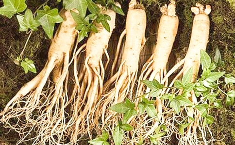 《人參娃娃》讀后感