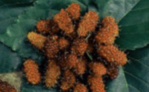 ժɣ�������\��(11ƪ)