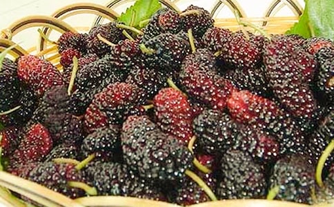 摘桑葚作文(10篇)