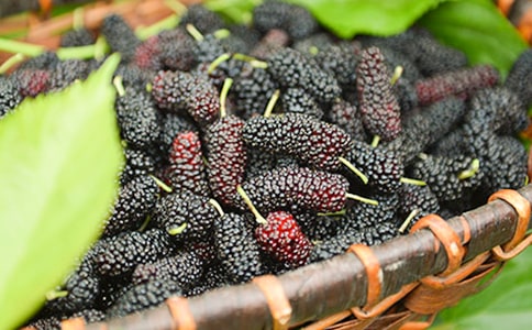 桑葚的功效有什么