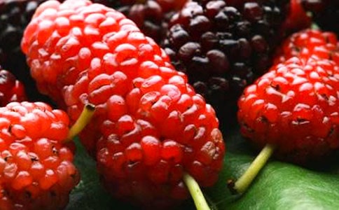 摘桑葚作文(精)