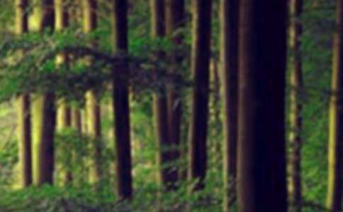 �����ɭ�֡��^���