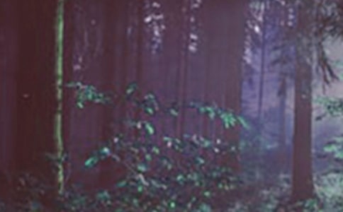 讀《森林報(bào)》有感