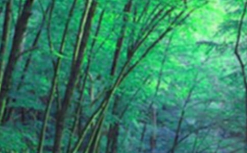 保護森林宣傳用語