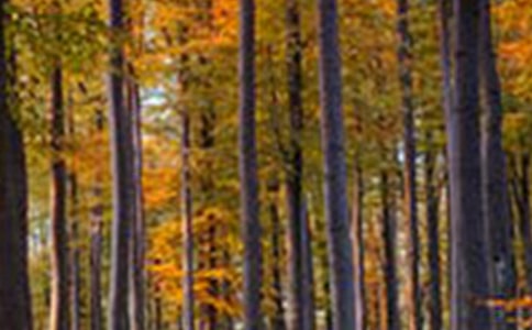 我走進(jìn)了大森林作文