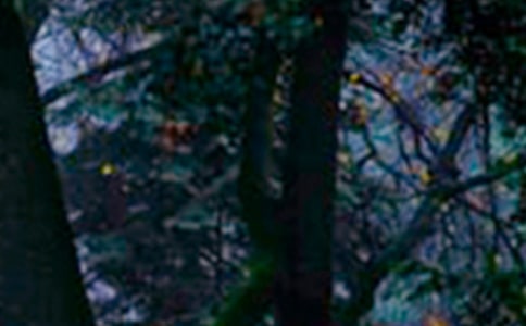 ɭ�ַ������}�����̰���ͨ��5ƪ��