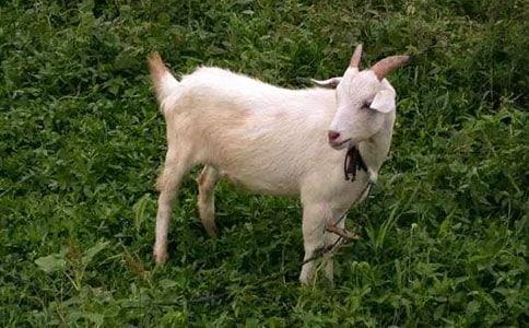 �x��ɽ�򲻳����òݡ��и�