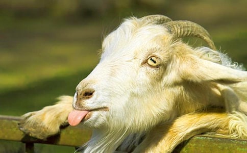 狼、母山羊和小山羊的故事