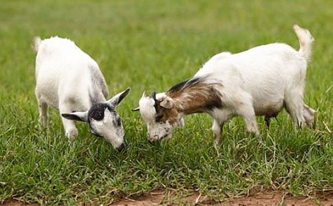 山羊不吃天堂草讀后感