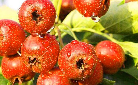 (經(jīng)典)山楂的作文