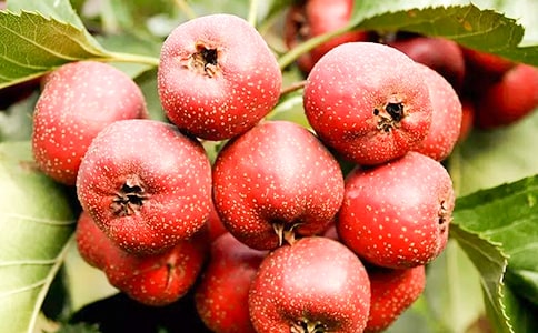 山楂是干凈的作文