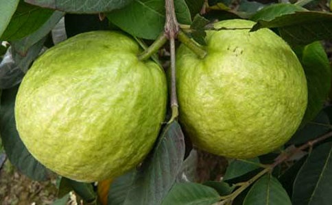 石榴的作文15篇(薦)