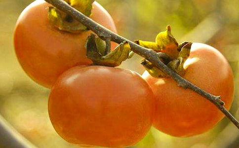 (經典)摘柿子作文