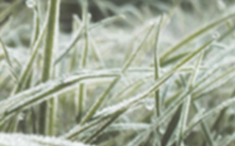 北方春霜凍的危害及防御