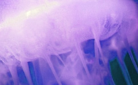 母愛似水母愛作文