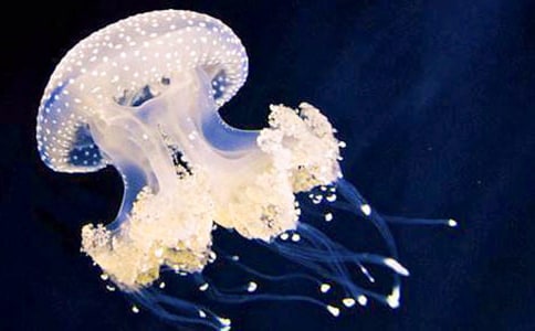 �P(gu��n)��ˮĸ���ģ�ͨ��24ƪ��