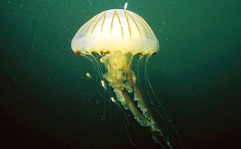 信陽桃花水母對幾種生態因子脅迫的耐受反應