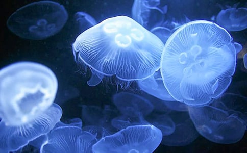 ˮĸ�v�Uӛ֮�����u�u����ˮ��