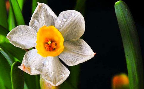 (精華)水仙的作文