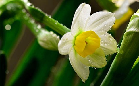 水仙的作文15篇(合集)